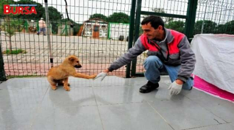 Yıldırım Belediyesi'nden Sahipsiz Hayvanlara Sıcak Yuva
