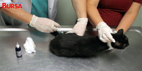 Osmanlı'nın 'leylek hastanesi' şifa dağıtıyor