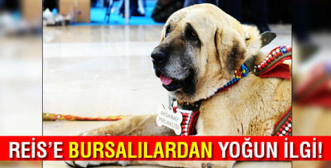 Aksaray malaklısı Bursa'da ilgi odağı oldu