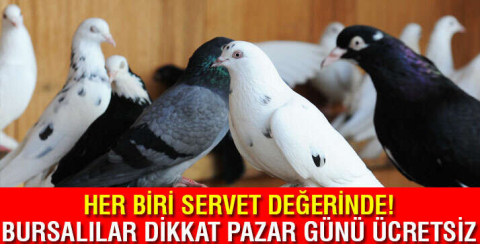 Bursa Güvercin Festivali başlıyor