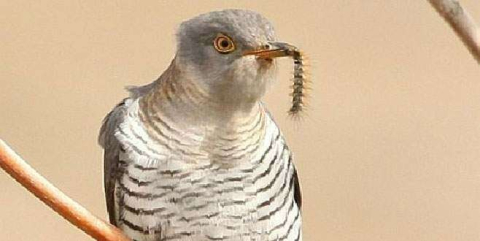 Bursa'da bir günde 106 kuş türü görüldü