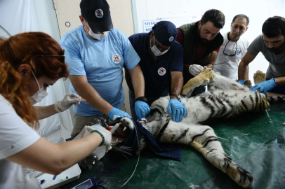 Kalbi duran savaş mağduru kaplan Bursa'da hayata böyle döndürüldü