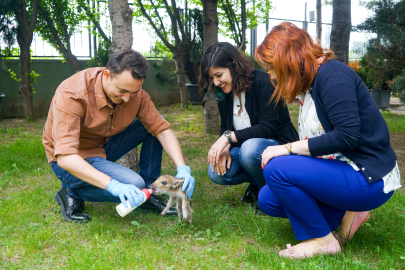 Domuz yavrusu "Dom dom" Uludağ'da bulundu, biberonla beslendi