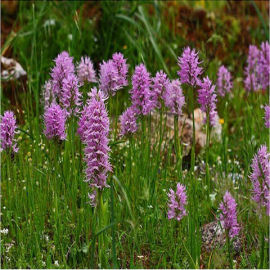 Topladığı Salep Soğanı Yüzünden Ceza Yedi