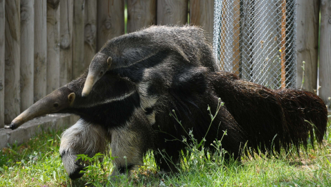Dev karıncayiyen Bursa’da yavruladı
