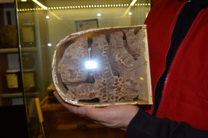 Arılar peteğe "Allah" yazdı