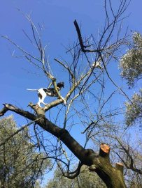 Leopar değil av köpeği