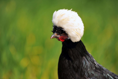 'Rahibe fizan' tavuk cinsi, ilginç görünümüyle dikkat çekiyor