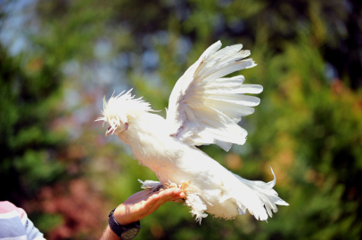 Milli ırk Osmanlı Sultan tavukları hobicilerin gözdesi