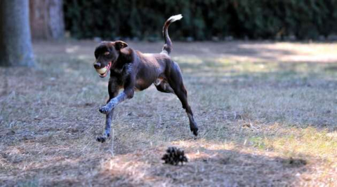 TSK'nin operasyonları için eğitilen ilk yerli ırk köpeği 'Zerdava'