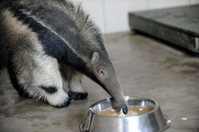 Nesli tükenme riski altında olan karıncayiyenlere özenli bakım