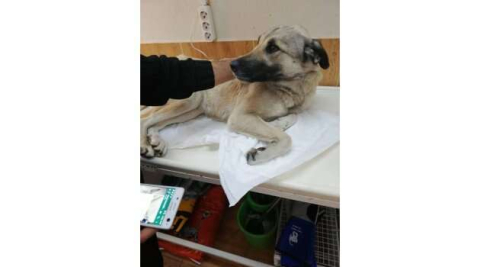 Motosikletle sürüklenen köpek ölmek üzereyken bulundu