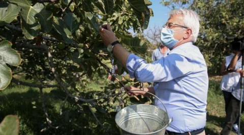 Bursa siyahında rekolte yüksek