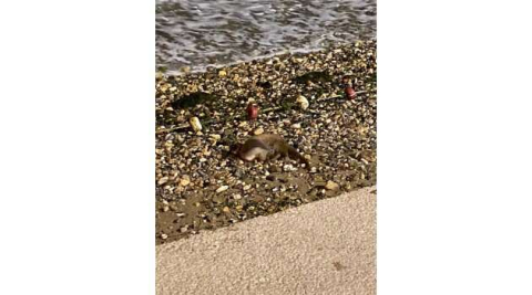 Bursa’da görüntülendi