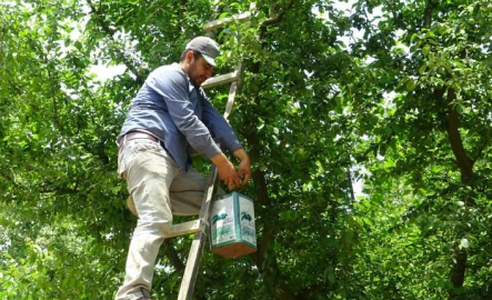 Bursa’nın meşhur papaz eriği çiftçinin yüzünü güldürüyor