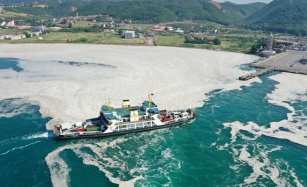 Yalova kıyılarında müsilaj görülmeye devam ediyor