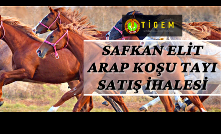 Safkan Elit Arap Koşu Tayı satış ihalesi