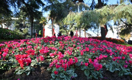Bursa kışın da çiçek bahçesi