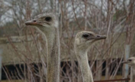 Bursa Uludağ Üniversitesi'ndeki çiftlikte deve kuşları mevsimleri karıştırdı