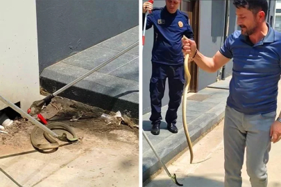 Bursa'da yılan paniği! İş adamı, elleriyle yakaladı