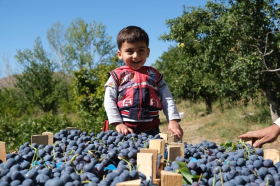 Cimin Üzümü hastalıklara şifa