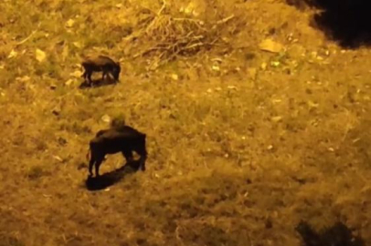 Bursa'da aç kalan domuz sürüsü şehir merkezine indi