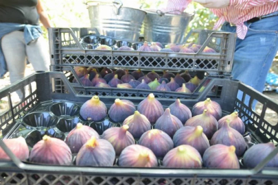 İncirde rekolte düştü, fiyat arttı