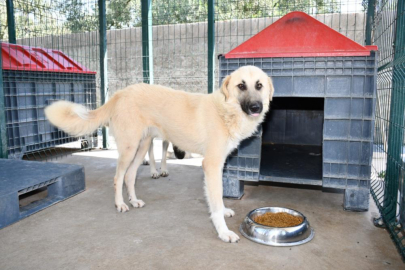 İznik'teki sokak hayvanları için tam teşekküllü merkez