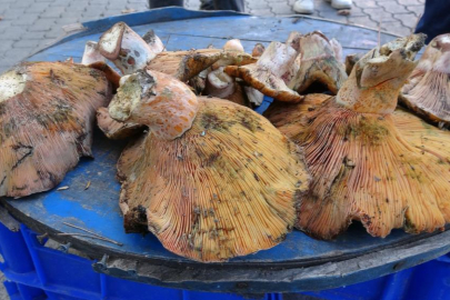 'Toplaması zahmetli yemesi lezzetli mantar' için pazar kuruldu