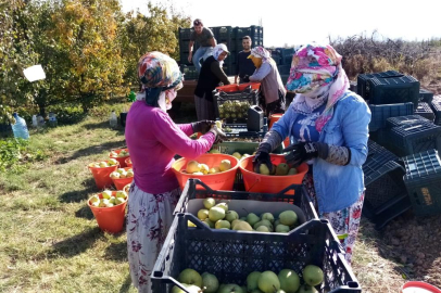 Bursa'da deveci armudu yüzleri güldürdü