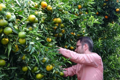Mandalinada bu yıl verim yüksek, fiyat ucuz