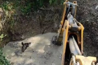 Sulama havuzuna düşen 3 domuz iş makinesi ile kurtarıldı