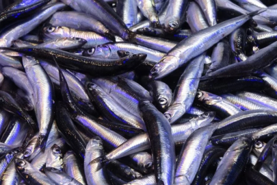 Trabzon’da yerli hamsinin 3 kilosu 100 liradan satılıyor