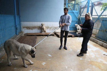 Sokak köpeklerinin saldırılarına karşı önemli uyarılar