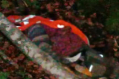 Kestiği ağacın altında kalan işçi hayatını kaybetti