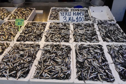 Hamsi sezonu sürüyor, palamut sezonu ise bitti