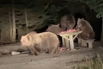 Bursa'da işyerlerini basan ayıların et keyfi kamerada