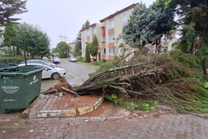 Kocaeli'de ağaçlar fırtınaya dayanamadı