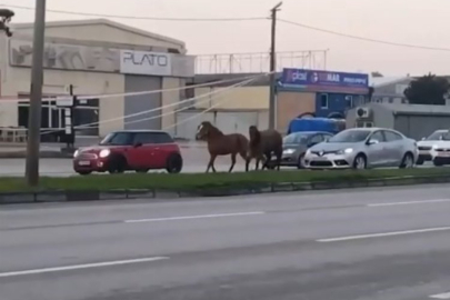 Başı boş atlar tehlike saçıyor