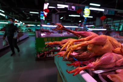 Japonya’da kuş gribi nedeniyle 72 bin kümes hayvanı itlaf edilecek