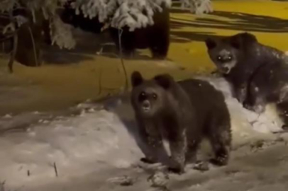 Bursa'da korku dolu anlar kamerada, sinirlenen ayı böyle saldırdı