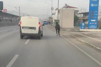 Bursa caddelerinde başıboş tay adeta araçlarla yarıştı