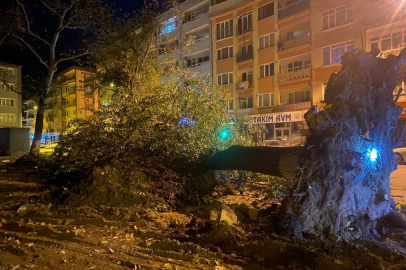 Bursa'da şiddetli lodos 200 yıllık tarihi 2 çınarı yıktı