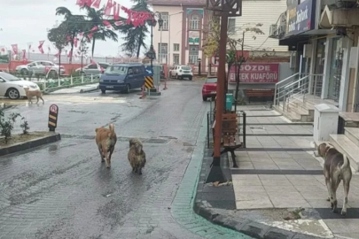 Depremden hemen sonra sokakta çok sayıda köpek gözlendi