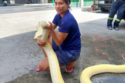 Dev yılan geceyi karakolda geçirdi!