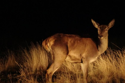Salda Gölü çevresine 6 kızıl geyik daha bırakıldı