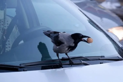 Kargaların ceviz merakıyla baş edemeyen esnaf, çözümü günde 1 kilo ceviz bırakmakta buldu
