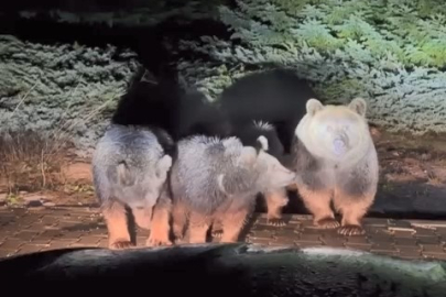 Uludağ’ın “Uyuyamayan” meşhur ayı ailesi yine görüntülendi