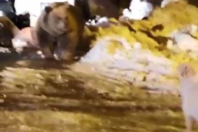 Uludağ’ın ‘Uyuyamayan’ ayı ailesi kendilerini rahatsız eden köpeğe saldırdı