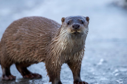 Ardahan'da nesli tükenmekte olan su samuru görüntülendi
